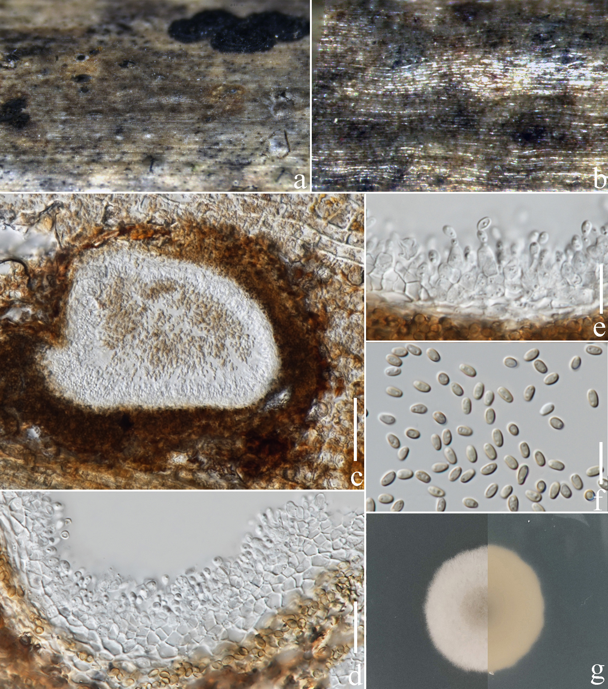 Figure 23